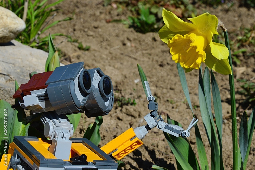 LEGO Wall-E robot from Disney Pixar science fiction animated movie reaching  beautiful spring yellow Daffodil flower, latin name Narcissus, with his  left arm. Stock Photo | Adobe Stock