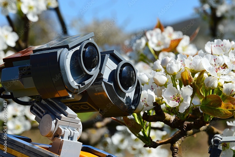 Detail of LEGO Wall-E robot model from Disney Pixar animated science  fiction movie examining blossoming white spring flowers of Sweet Cherry  tree, latin name Prunus Avium, during sunny spring day. Stock Photo |
