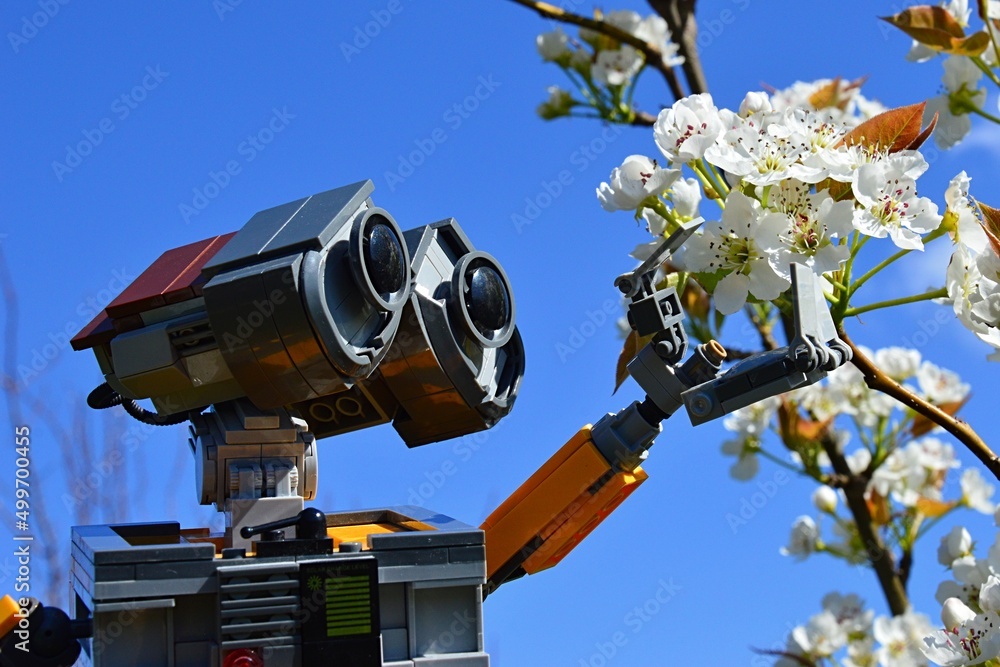 LEGO Wall-E robot model from Disney Pixar animated science fiction movie  touching blossoming white spring flowers of Sweet Cherry tree, latin name  Prunus Avium, with his arm during sunny spring day. Stock