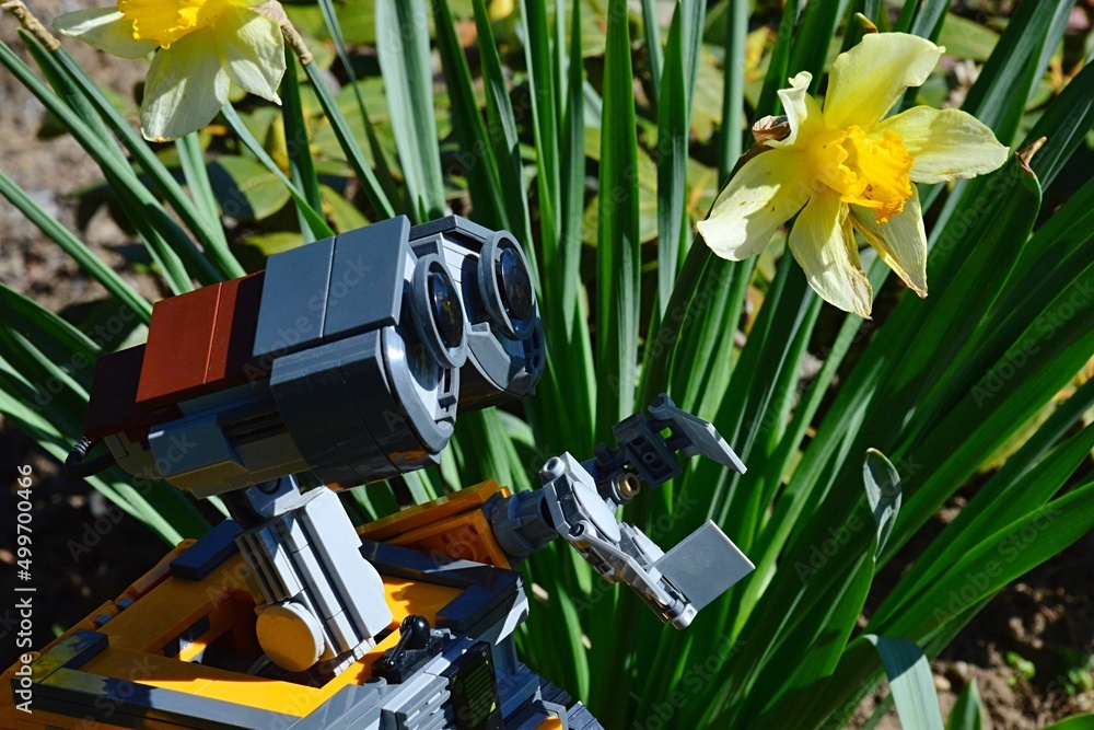 LEGO toy robot Wall-E from Disney Pixar animated science fiction movie examining spring blossoming Daffodil flower, latin name Narcissus, in sunlit garden. Stock Photo | Adobe Stock LEGO toy robot Wall-E from Disney Pixar animated science fiction movie examining spring blossoming Daffodil flower, latin name Narcissus, in sunlit garden. Stock Photo | Adobe Stock