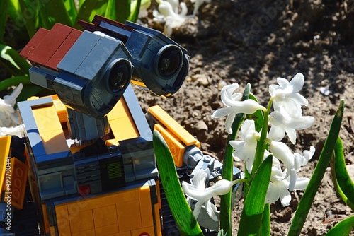 LEGO Wall-E robot model from Disney Pixar science fiction animated movie  looking at white blossoming Garden Hyacinth flower, latin name Hyacinthus  Orientalis, in spring garden. Stock Photo