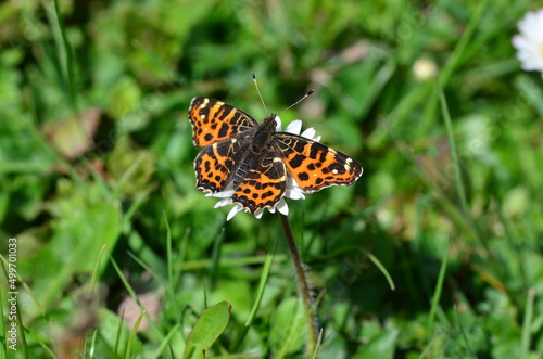 Landkärtchen, Makro-Foto