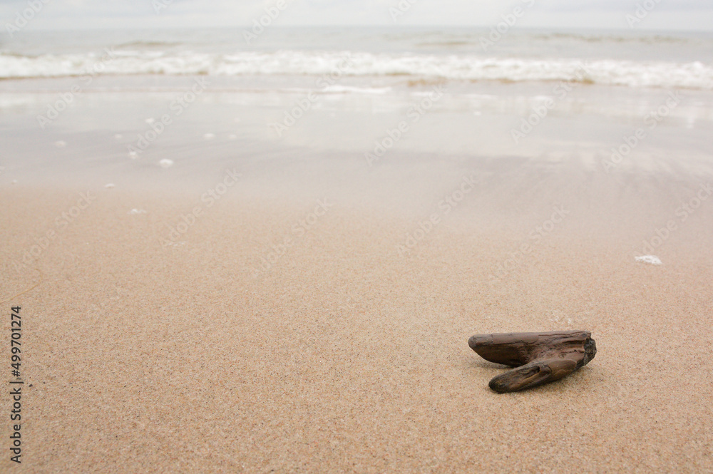 Obraz premium A small piece of wood on the beach