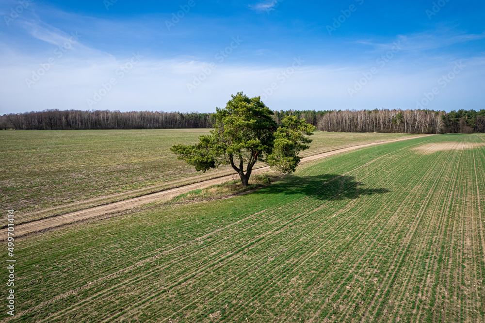 A lonely tree in a field from a height A lonely tree in a field from a height