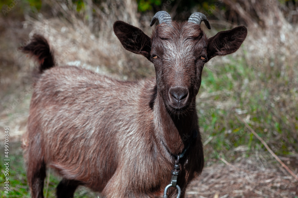 Portrait of domestic goat . Animal looking at camera