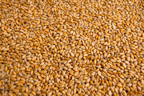 Wheat grain background . Export ban, embargo on wheat and flour supplies to Europe , Asia and Africa, famine and crisis