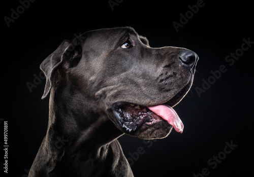 Portrait of a Great Dane dog  on an isolated black background.