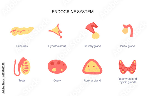 Human endocrine system