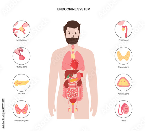 Human endocrine system