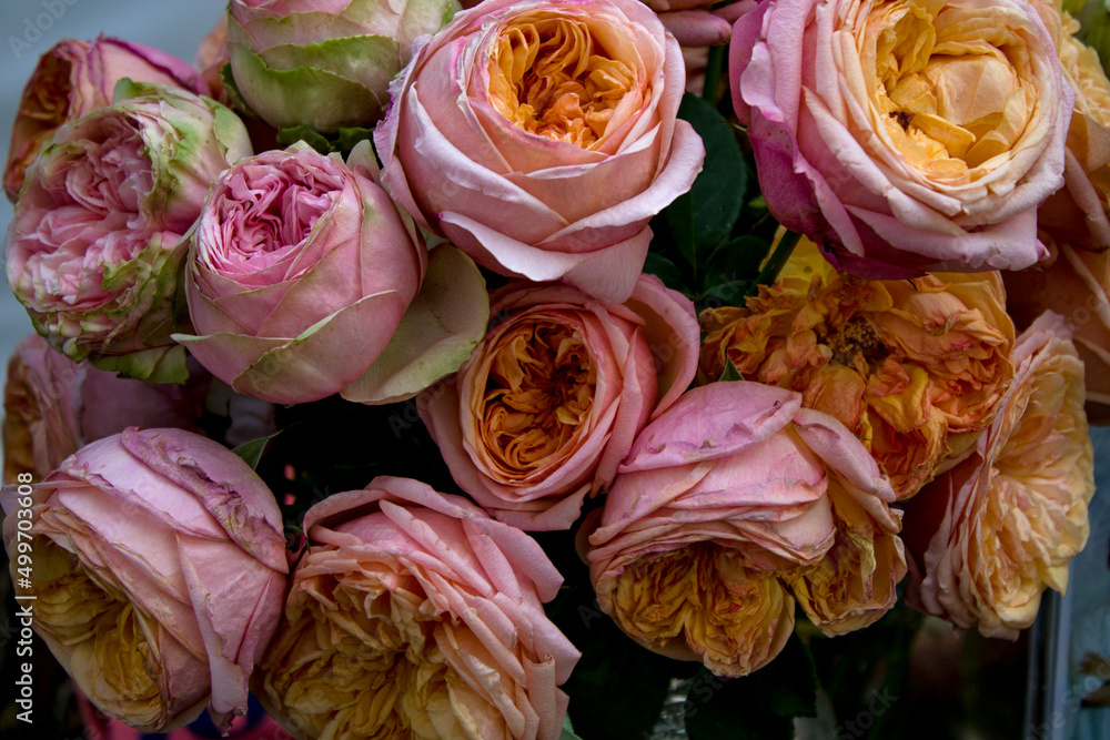 As rosas, cor de rosa e laranja As rosas, cor de rosa e laranja