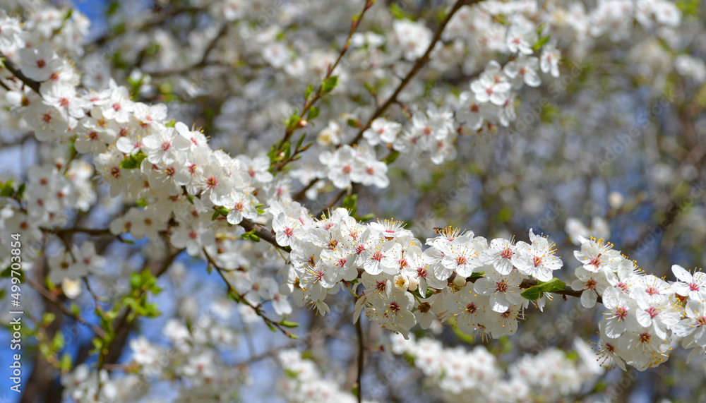 Obraz premium spring flowers