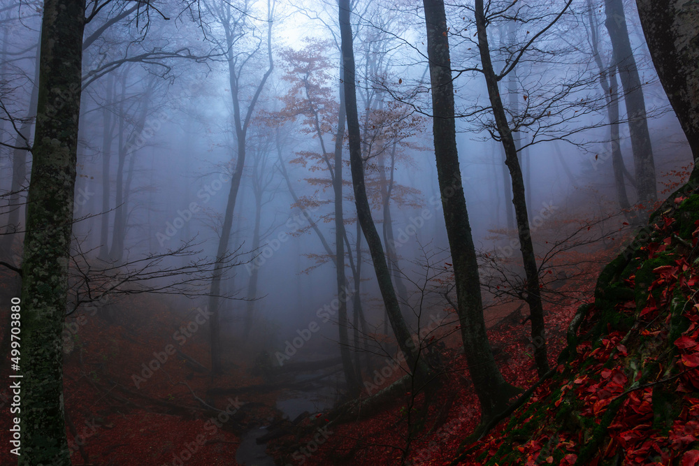 Obraz premium Autumn forest in the fog