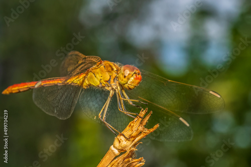 dragonfly 93 © jucan