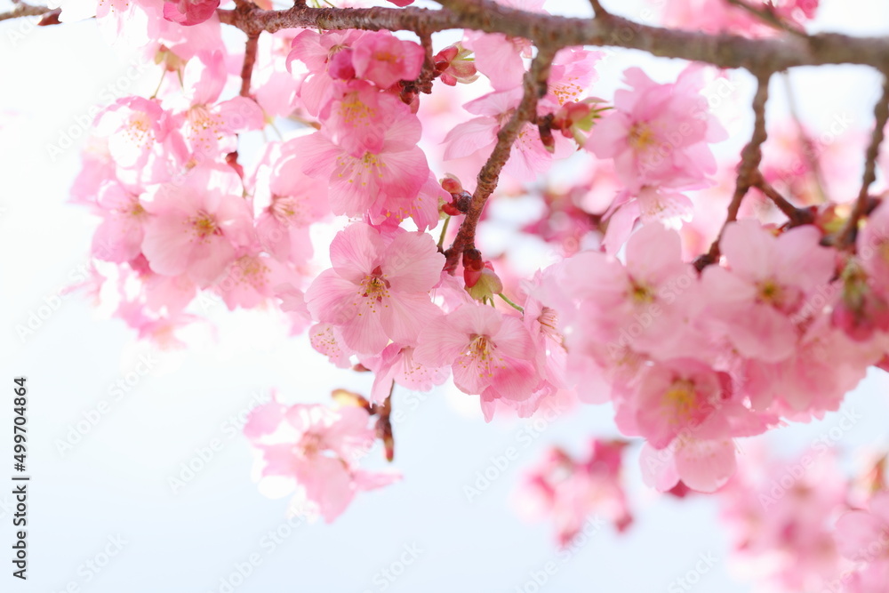 満開の陽光桜