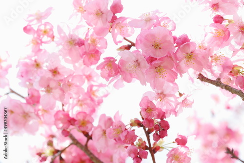 満開の陽光桜 白背景