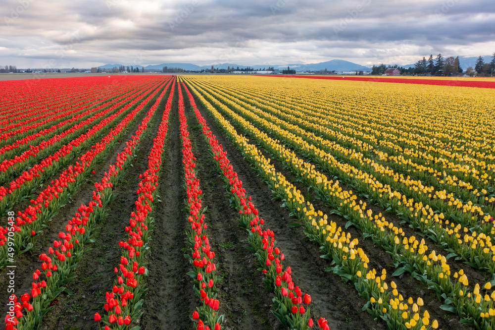 Colorful View of the Skagit Valley Tulip Fields. More tulip, and daffodil bulbs are produced in the valley than in any other county in the U.S and the Tulip Festival is a popular tourist destination.