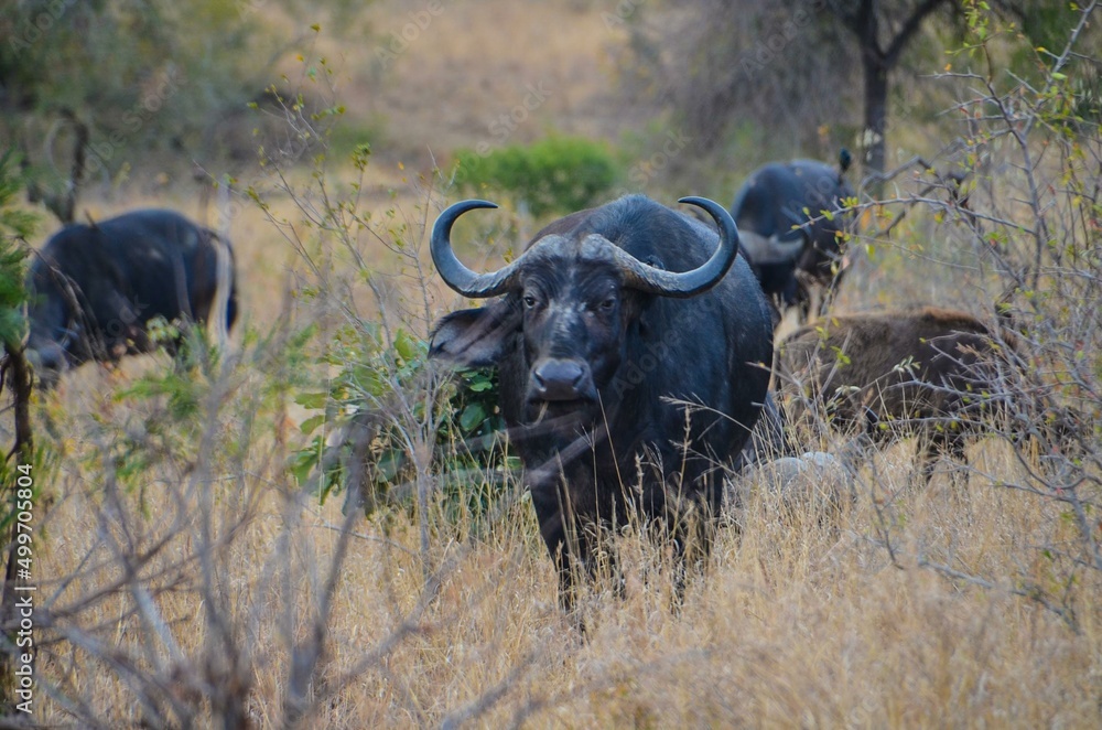 Obraz premium Kruger Safari