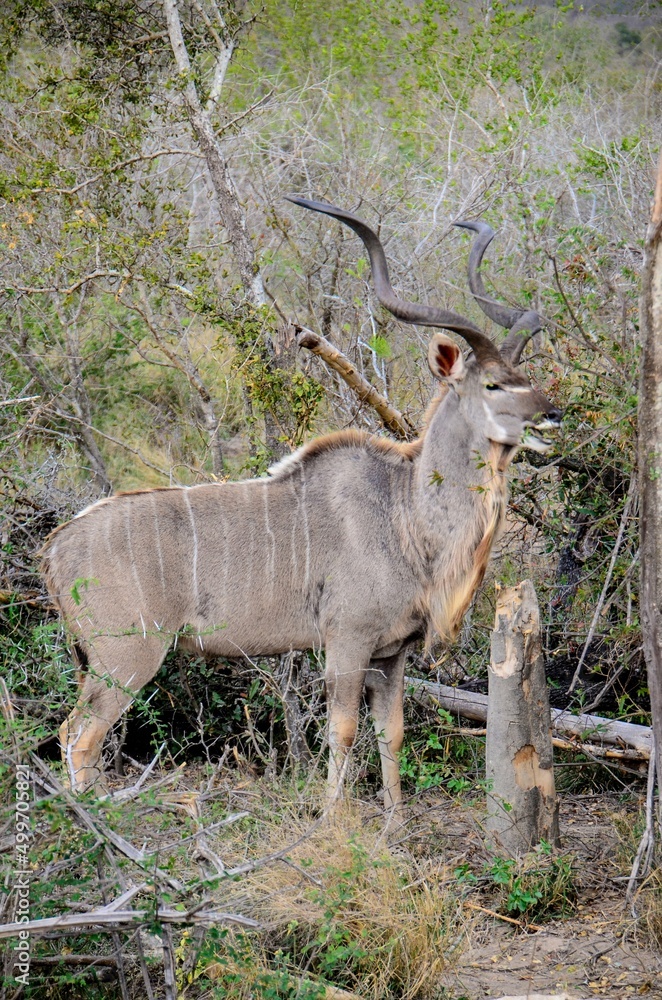 Kruger Safari