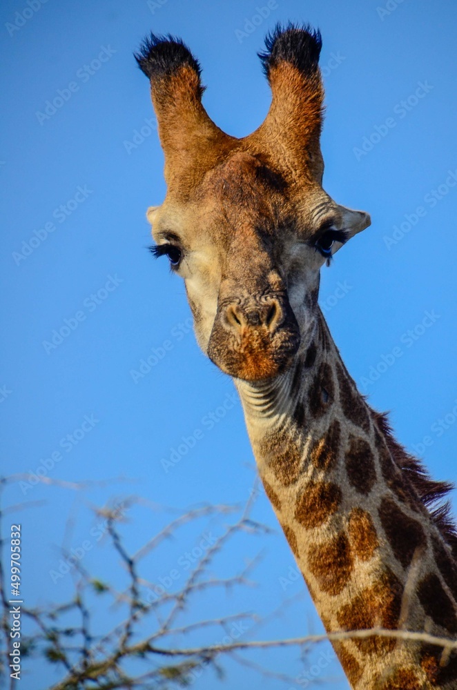 Kruger Safari