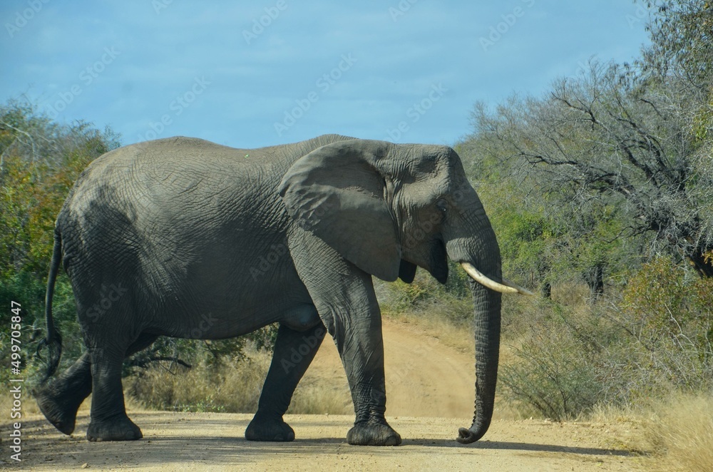 Kruger Safari