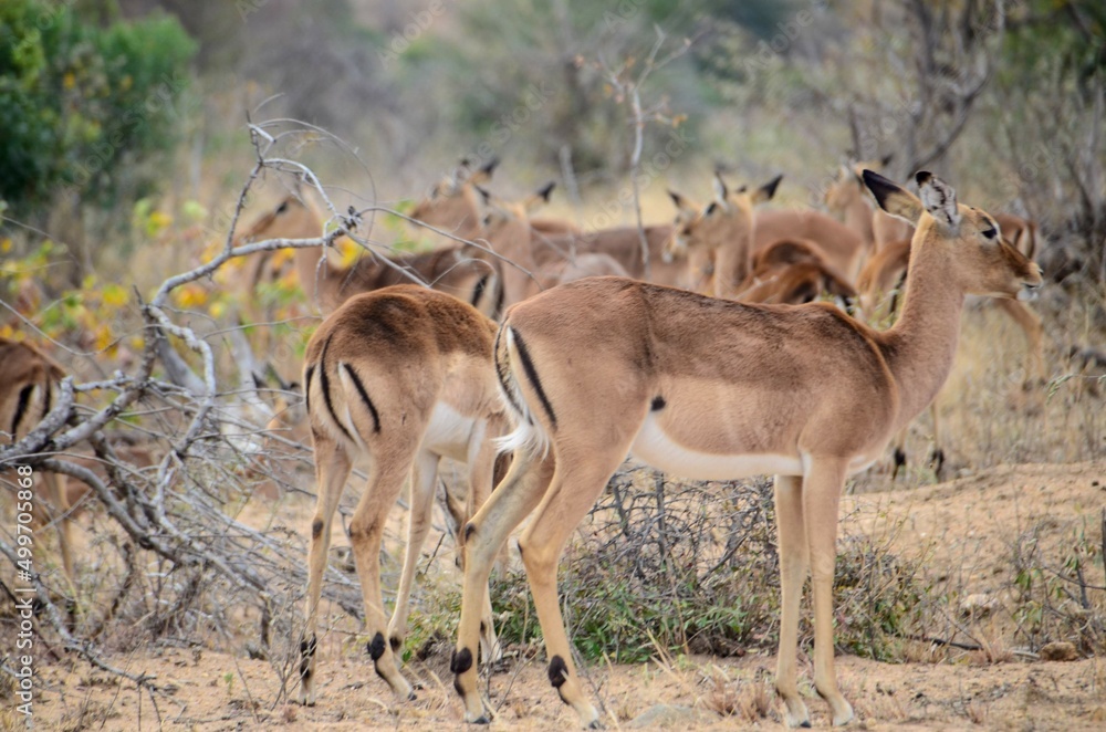 Kruger Safari