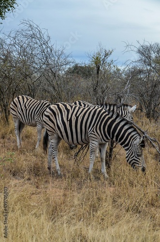 Kruger Safari © leonardo