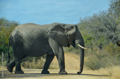 Kruger Safari