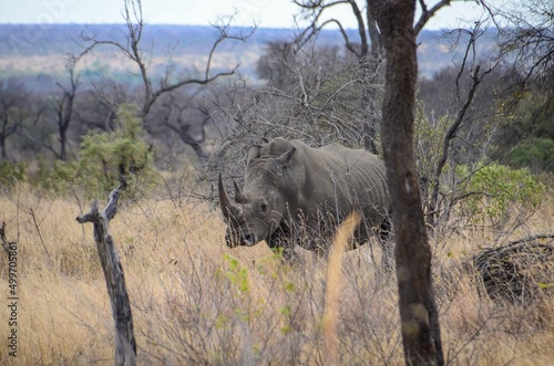 Kruger Safari