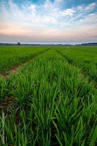 Obsiane pole z widocznymi śladami pojazdu