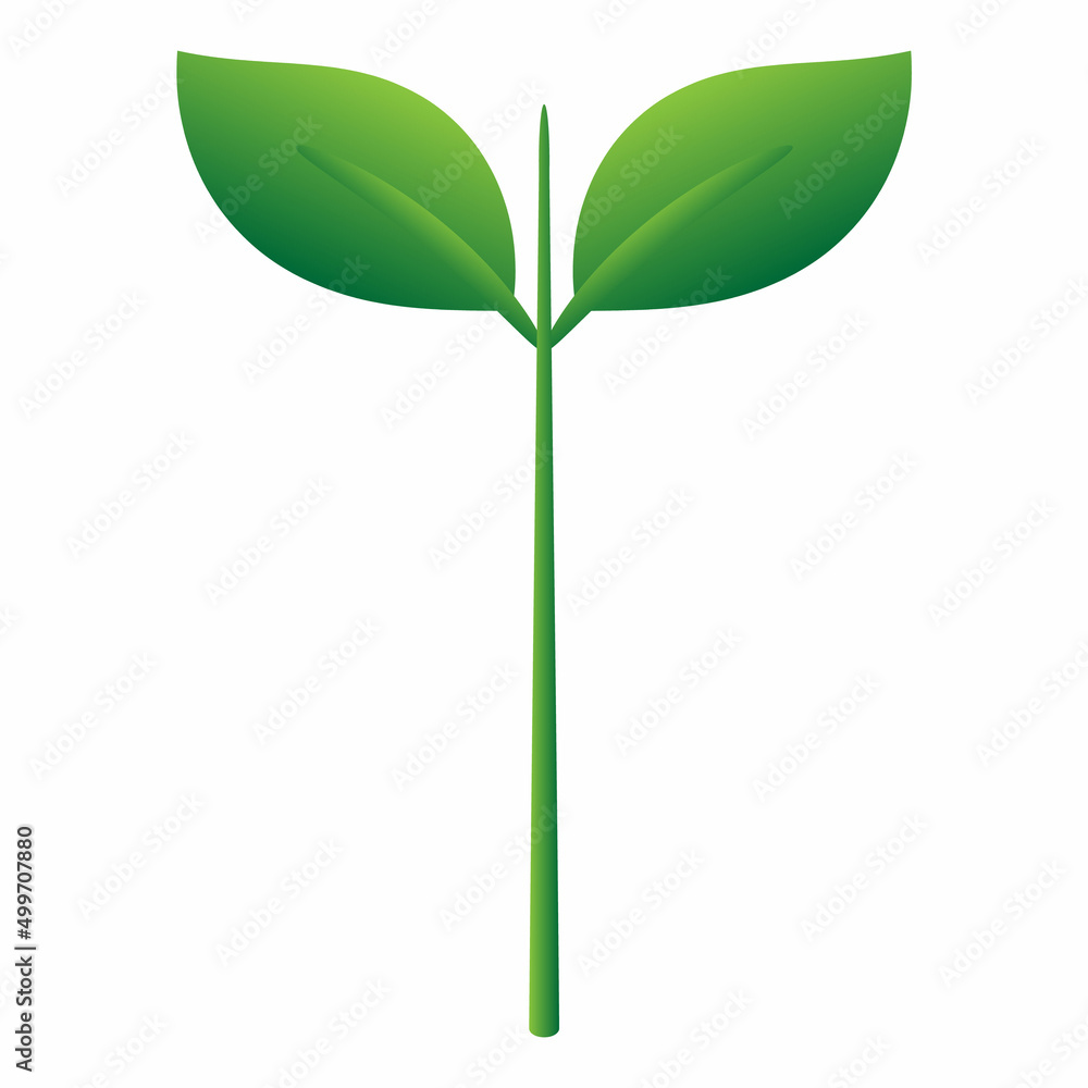 green leaf isolated on white background green leaf isolated on white background