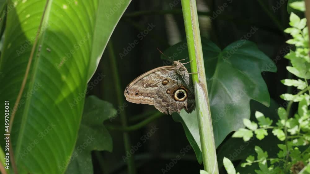 a slow motion shot of a blue morpho butterfly flying past a resting owl