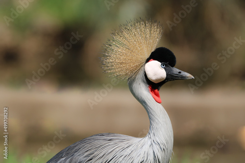 African Crowned Crane, Eastern Cape, South Africa