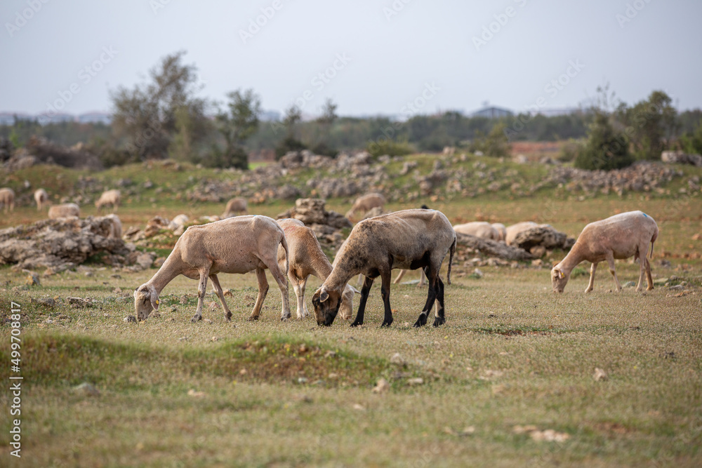 Sheep grazing in the field. flock of sheep Sheep grazing in the field. flock of sheep