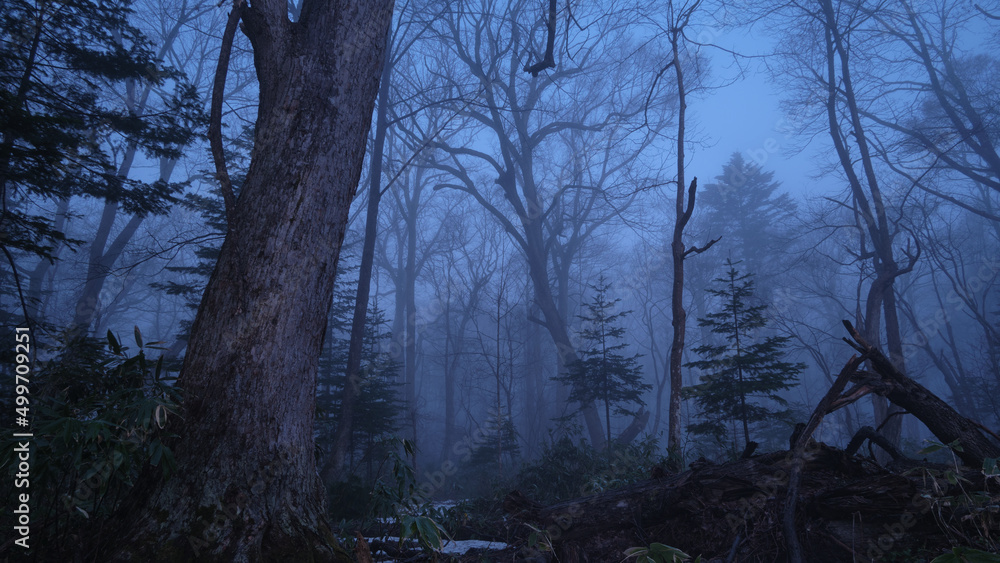 Naklejka premium 朝霧に包まれた野幌森林公園（Nopporo Forest Park surrounded by morning mist）