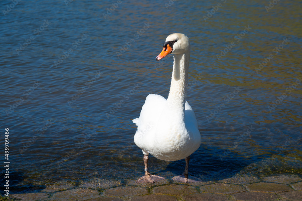 Fototapeta premium White swan flapping the wings, Moselle river in Germany, water birds, wildlife