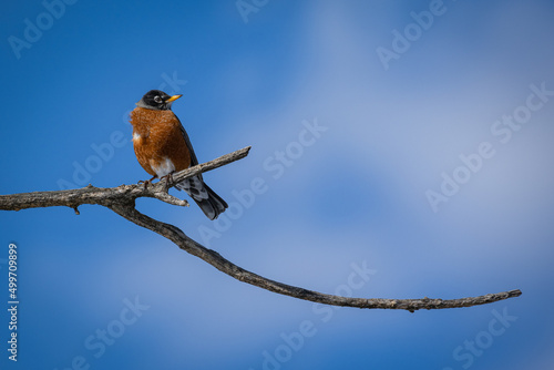 oriole bird on a branch