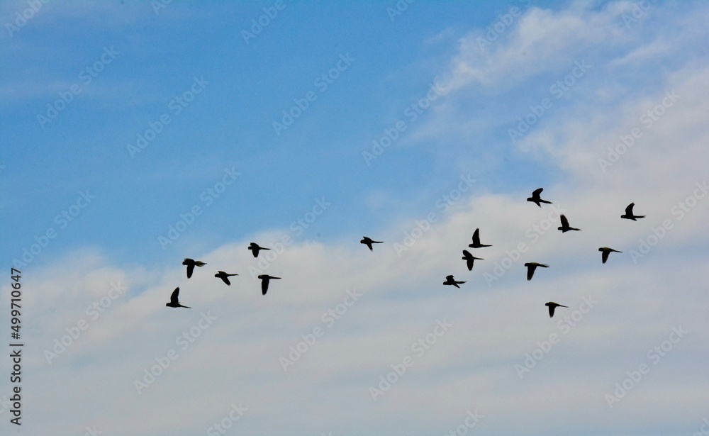 Flying birds silhouette. Flock of black marine birds, doves, seagulls or swallows for decoration, isolated black on white background. Vector freedom concept Flying birds silhouette. Flock of black marine birds, doves, seagulls or swallows for decoration, isolated black on white background. Vector freedom concept