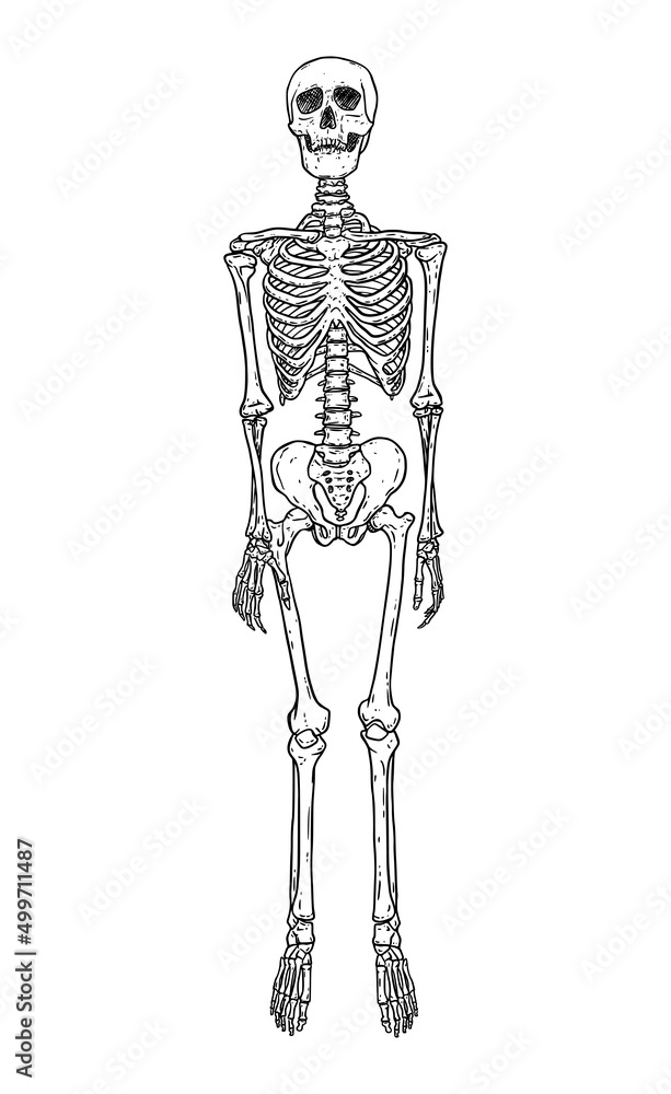 Human skeleton standing isolated over white background Human skeleton standing isolated over white background