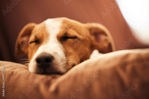Its a dogs life after all. Cropped shot of an adorable young Jack Russell sleeping on a sofa in the living room at home.