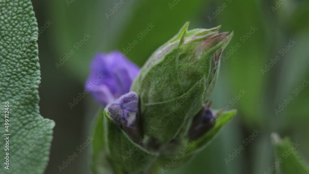 Capullo de flor de Salvia Officinalis en primavera a punto de florecer Capullo de flor de Salvia Officinalis en primavera a punto de florecer