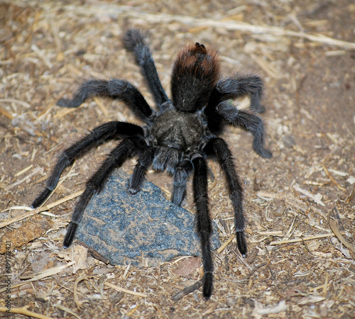 Large tarantula walking over a rock in Santa Rosa Plateau