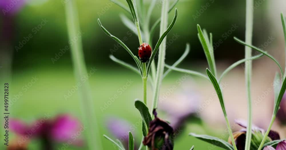Ladybug in spring on Spanish lavender plant Ladybug in spring on Spanish lavender plant