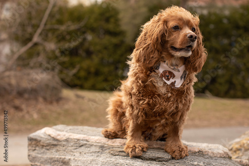 Wallpaper Mural Photo of a cocker spaniel dog sitting on a rock at a park. He is wearing a bandana.  Torontodigital.ca