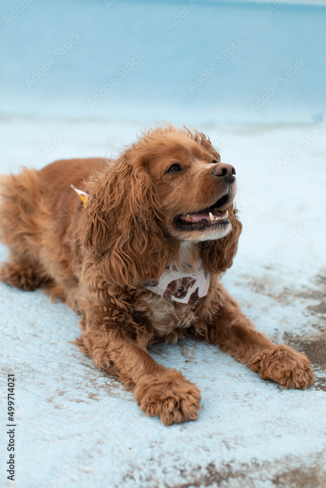 Photo of a cocker spaniel dog laying in an empty blue outdoor pool. Her is wearing a dog bandana around his neck. He is looking to his side with his mouth opened.
