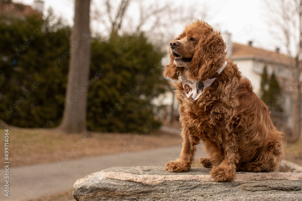 Photo of a Cocker spaniel dog sitting on a rock. He is wearing a bandana around his neck. 