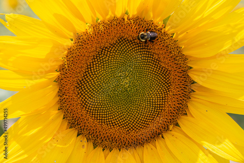 Girasol