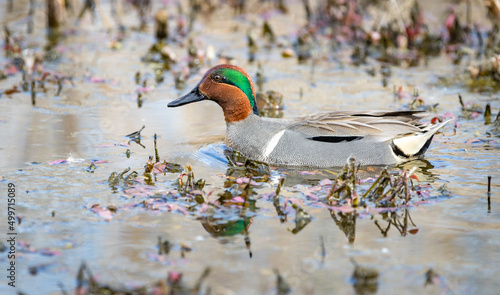 A male green- winged teal " Anas carolinensis " swims in a marsh looking for a mate.