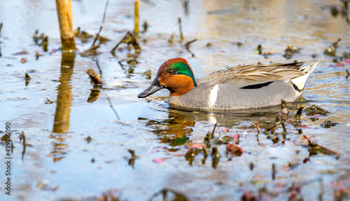 A male green- winged teal " Anas carolinensis " swims in a marsh looking for a mate.