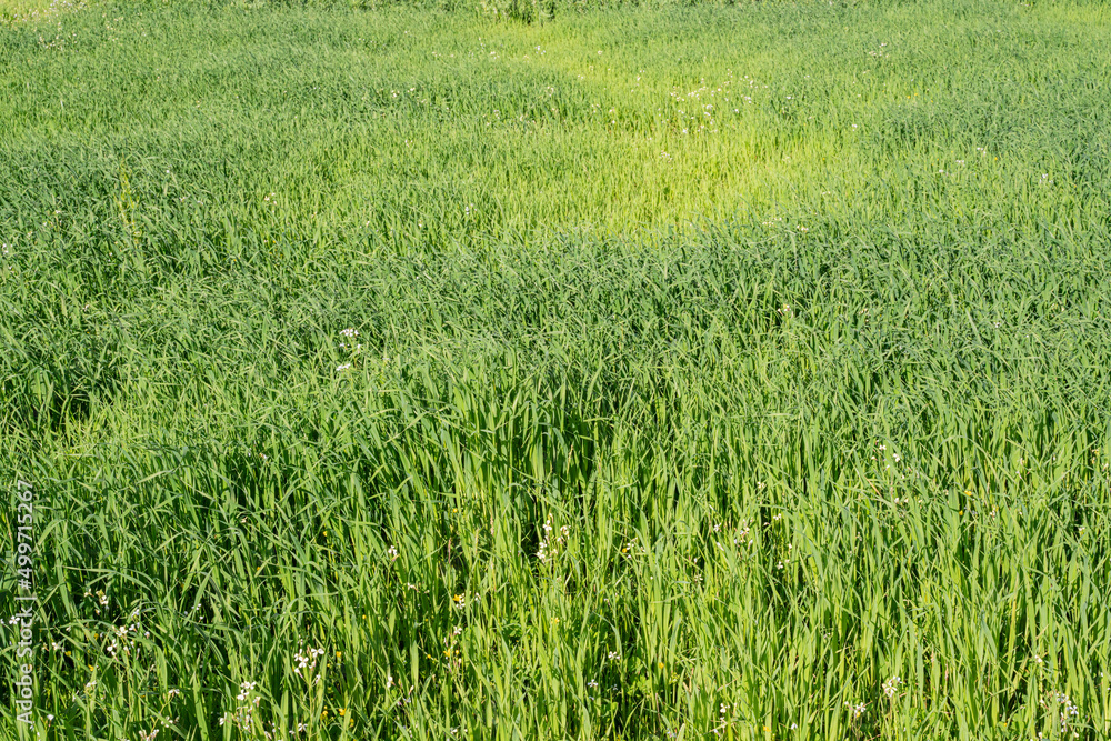 Green grass texture from the field Green grass texture from the field