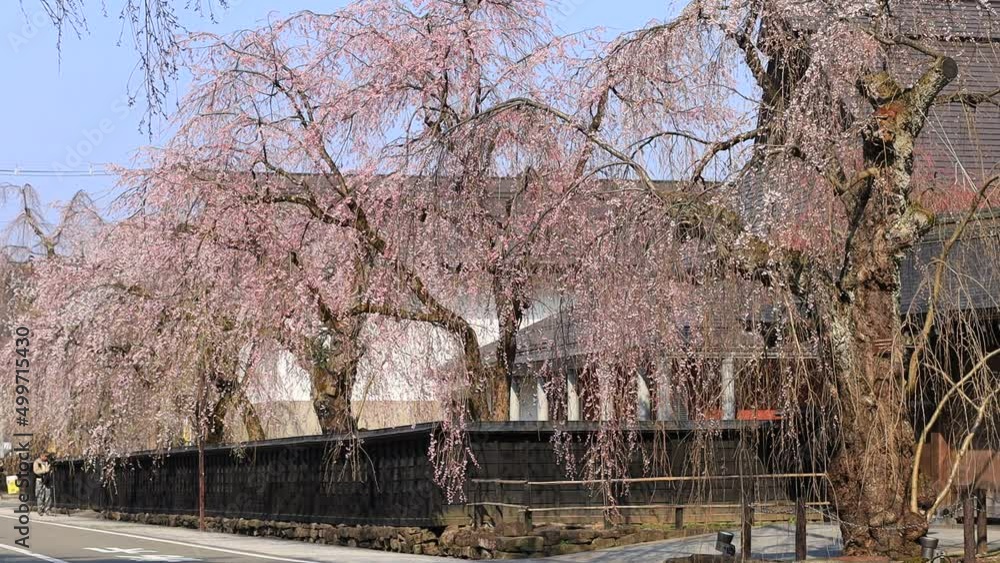 秋田県 角館の桜 武家屋敷通り 秋田県 角館の桜 武家屋敷通り